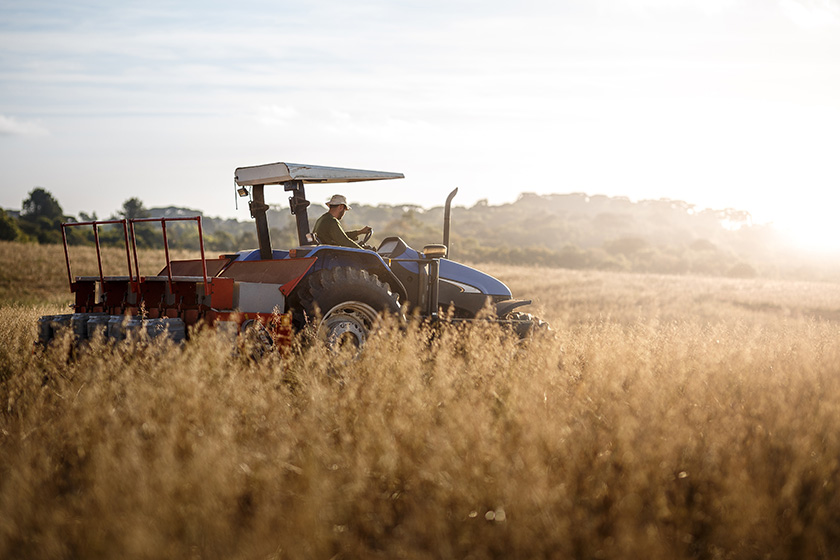 953577456 Tractor y conductor en campo de trigo